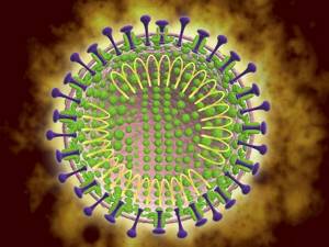 Простое строение коронавируса способствует быстрому размножению