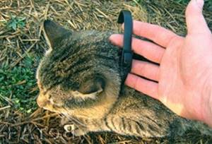 Противоблошиный ошейник – отличное профилактическое средство от эктопаразитов для котов