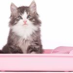 Fluffy cat on a tray