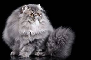 Пушистый персидский кот