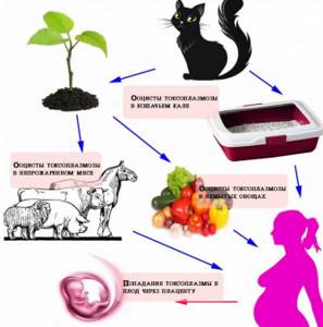 пути заражения беременных токсоплазмозом