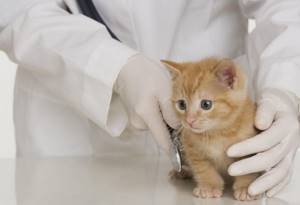 Рахит у кошек: симптомы и лечение