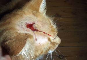Рана на голове кошки, кровотечение на голове кошки, фото фотография