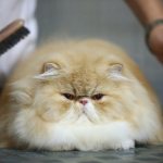 Brushing a Persian cat