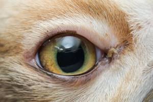 распространенные причины коричневых выделений у кошки в глазах