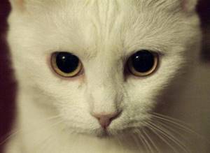 расширены зрачки у кошки заболевания