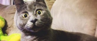 рассказы про кота и собаку