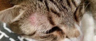 Types of lichen in cats