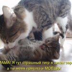 развитие новорожденных котят