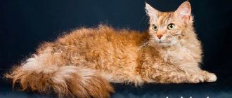 Редкие-кошки-Описание-и-особенности-редких-пород-кошек-9