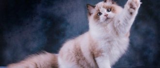 Рэгдолл - Самые красивые породы кошек