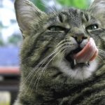 Rating of wet food for cats 2020: which liquid food is better, advice from veterinarians