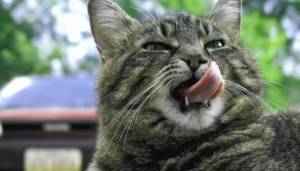 Рейтинг влажных кормов для кошек 2021 года: какой жидкий корм лучше, советы ветеринаров