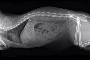 рентген кота с запором