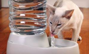 Режим питья кошки