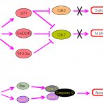 Роль белка p53