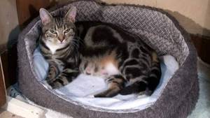 Рожать кошка должна преимущественно в домашних условиях