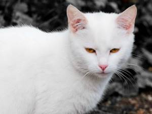 Русская белая кошка.