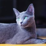 Russian blue cat breed