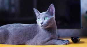 Русская голубая порода кошек