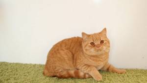 Рыжий британский кот и особенности его окраса