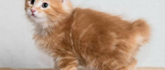 red kitten