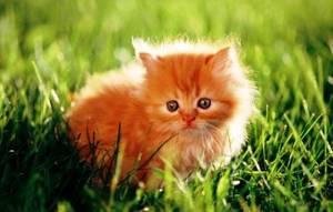 Рыжий котенок: подбираем имя