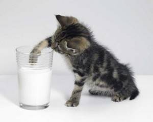 с какого возраста котенку можно давать витамины
