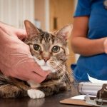 Сахарный диабет у кошек: симптомы, лечение, диета (чем кормить)