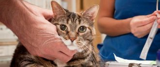 Diabetes mellitus in cats: symptoms, treatment, diet (what to feed)