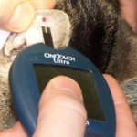 сахарный диабет у кошки симптомы и лечение