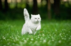 Самая быстрая кошка в мире - топ 10 пород