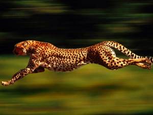 Самое быстрое животное в мире. Скорость гепарда приравнивается к скорости автомобиля