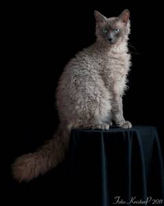 самые дорогие домашние кошки: Лаперм. фото