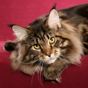 самые-самые породы кошек: Мейн-кун. фото