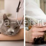 Саркоптоз (чесотка) у кошек и котов