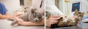 Саркоптоз (чесотка) у кошек и котов