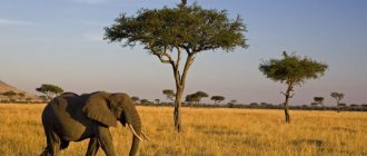 savannas of africa