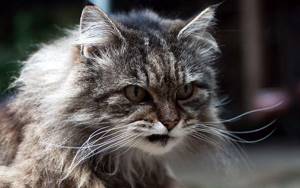 Сердитый кот, фото фотография