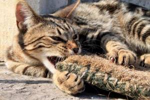 Серенгети порода кошек