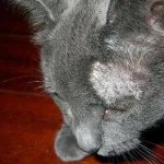 Серная мазь для кошек - Zhivomag