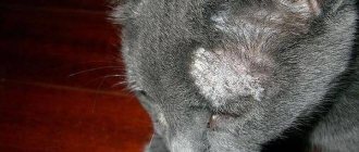 Серная мазь для кошек - Zhivomag