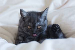 серо-черный котенок