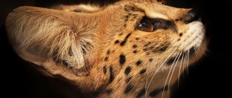 Serval
