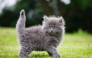 Серый красивый котенок