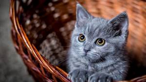 Серый прекрасный котенок
