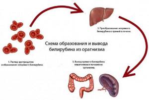 Схема образования билирубина в крови