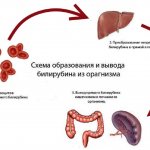 Схема образования билирубина в крови