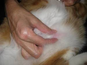 Шишка на животе у кошки может свидетельствовать о самых разных заболеваниях