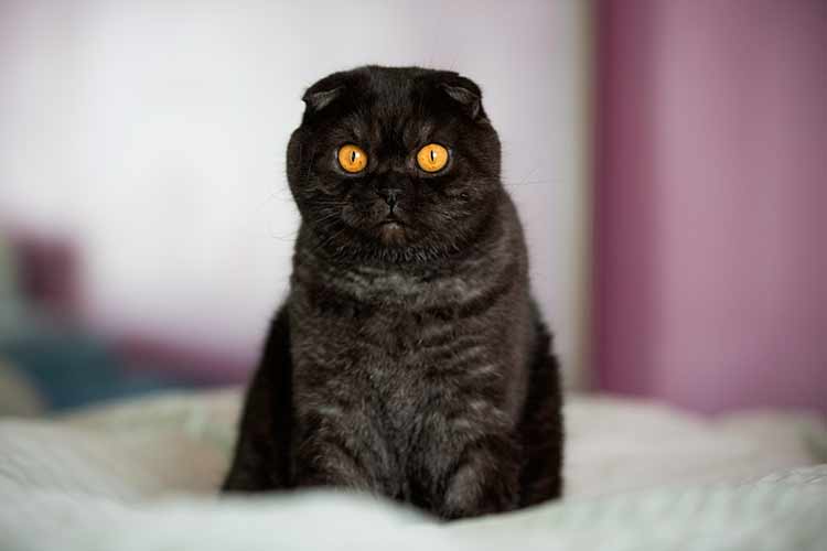 Шотландская кошка черная